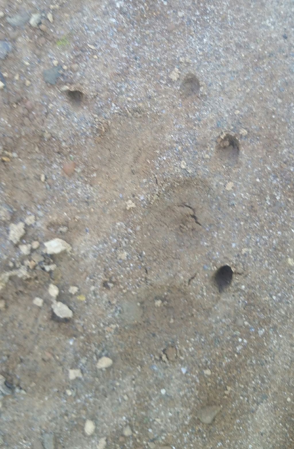 Impronte di istrice?